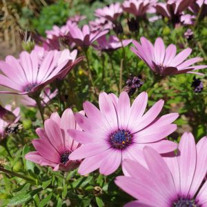 Church Garden during Lockdown